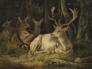 Fallow Deer